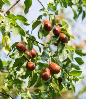 Ziziphus jujuba ‘Lang’